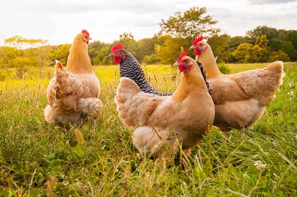 1 Million Chickens To Be Killed in Minnesota | Liberty Society