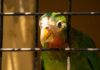 Mexican Man Arrested for Smuggling Endangered Parakeets into the U.S.