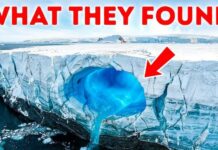 Arctic Rhino Discovery—Scientists Were WRONG This Antarctic Find Changes What We Knew About Life on Earth