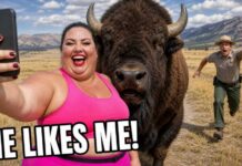 When Karens Try Petting Yellowstone Bison - Rangers Watched It Happen