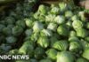 Parasite Lettuce Nightmare Hits Taco Bell Iceberg lettuce supplier being investigated by FDA as source of cyclosporiasis outbreak