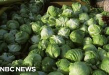Parasite Lettuce Nightmare Hits Taco Bell Iceberg lettuce supplier being investigated by FDA as source of cyclosporiasis outbreak