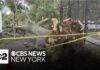 NYCHA employee struck by downed tree, killed in Brooklyn