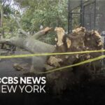 Nor’easter Horror: Tree Drops, Man Dies NYCHA employee struck by downed tree, killed in Brooklyn