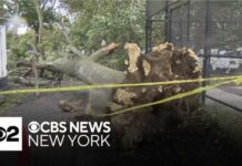 Nor’easter Horror: Tree Drops, Man Dies NYCHA employee struck by downed tree, killed in Brooklyn