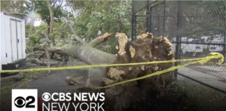 NYCHA employee struck by downed tree, killed in Brooklyn